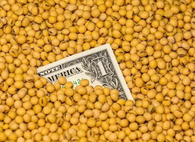 انخفاض إمدادات فول الصويا يدعم الأسعار في أوكرانيا وسط ضغوط من محصول البرازيل