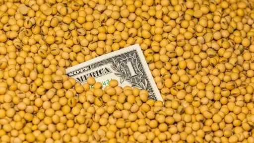 انخفاض إمدادات فول الصويا يدعم الأسعار في أوكرانيا وسط ضغوط من محصول البرازيل