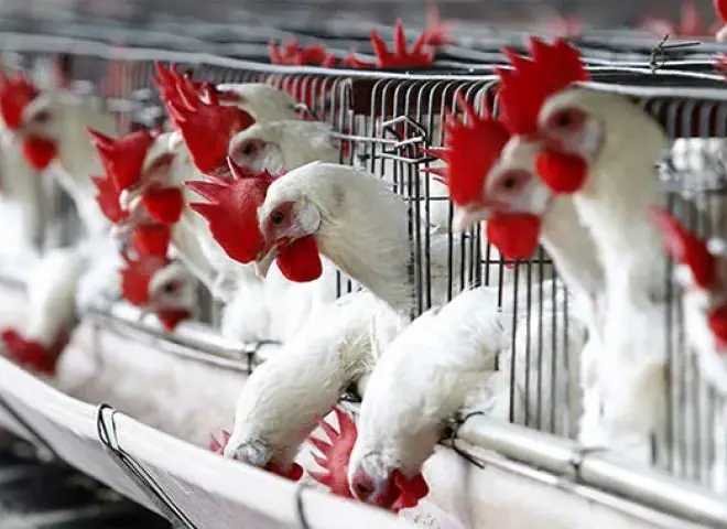 دليل الوقاية الفعالة من الالتهاب الشعبي للدواجن شتاءً