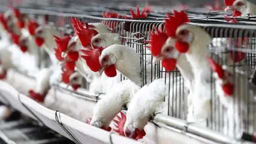 دليل الوقاية الفعالة من الالتهاب الشعبي للدواجن شتاءً