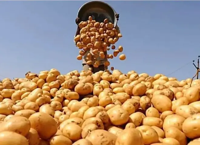 بعد تصدير 1.3 مليون طن.. واردات تقاوي البطاطس تقترب من 100 ألف طن