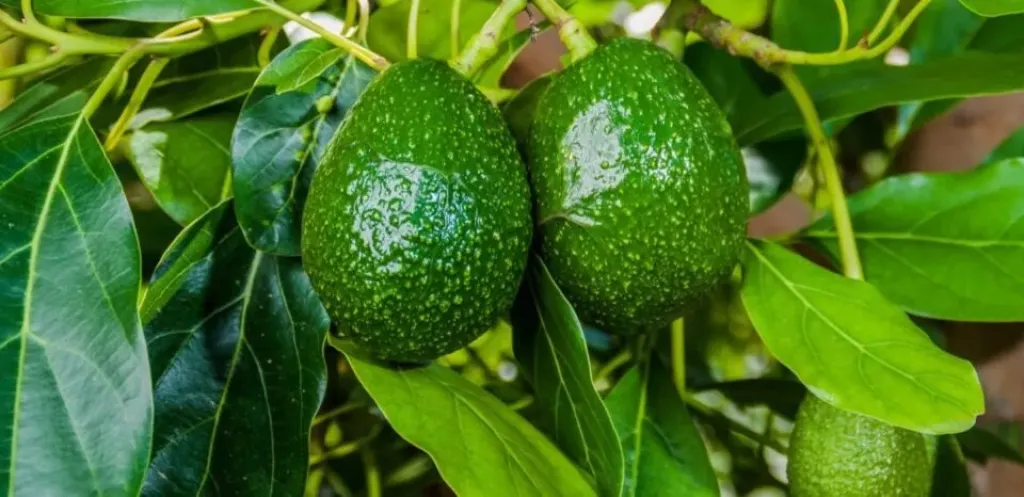 المغرب يضاعف صادرات الأفوكادو ويسجل رقما قياسيا في الموسم الحالى