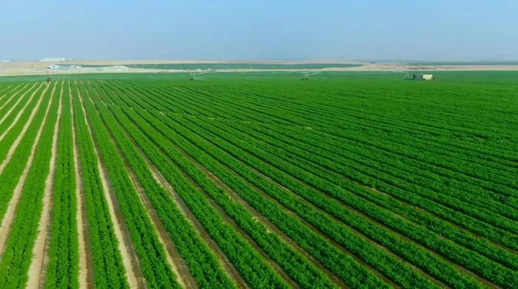 برلماني: مشروعات متكاملة لدعم المزارعين وتوسيع الرقعة الزراعية