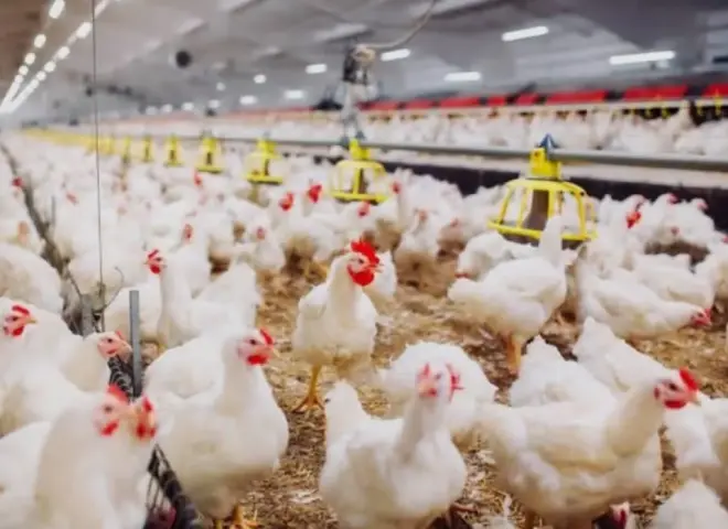 استقرار أسعار الدواجن وتحديات التكلفة في مزارع الدواجن بنهاية 2025