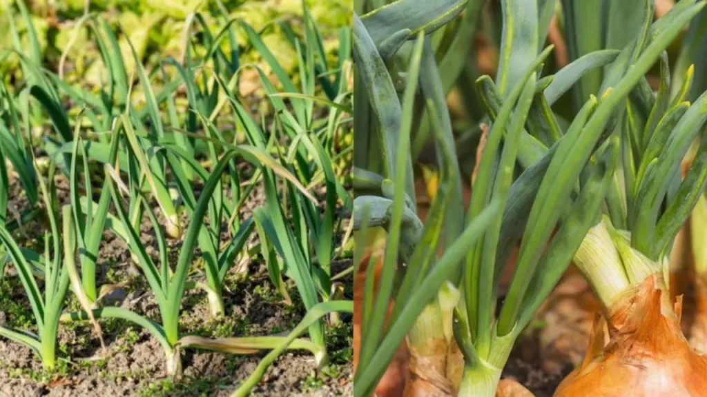 دليل المزارع لمكافحة الأمراض الفطرية في البصل والثوم