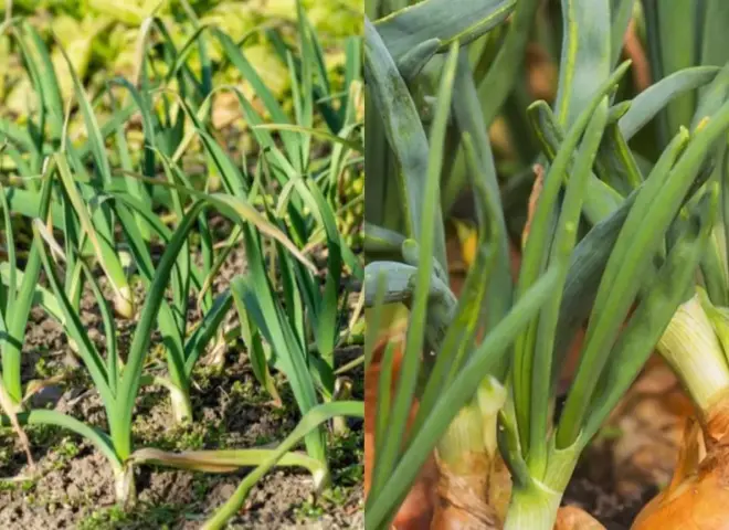 دليل المزارع لمكافحة الأمراض الفطرية في البصل والثوم