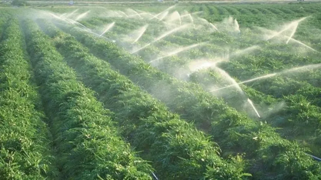 إجراءات عاجلة للتعامل مع الموجة الباردة وتأثيرها على القطاع الزراعي