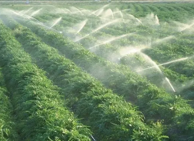 إجراءات عاجلة للتعامل مع الموجة الباردة وتأثيرها على القطاع الزراعي