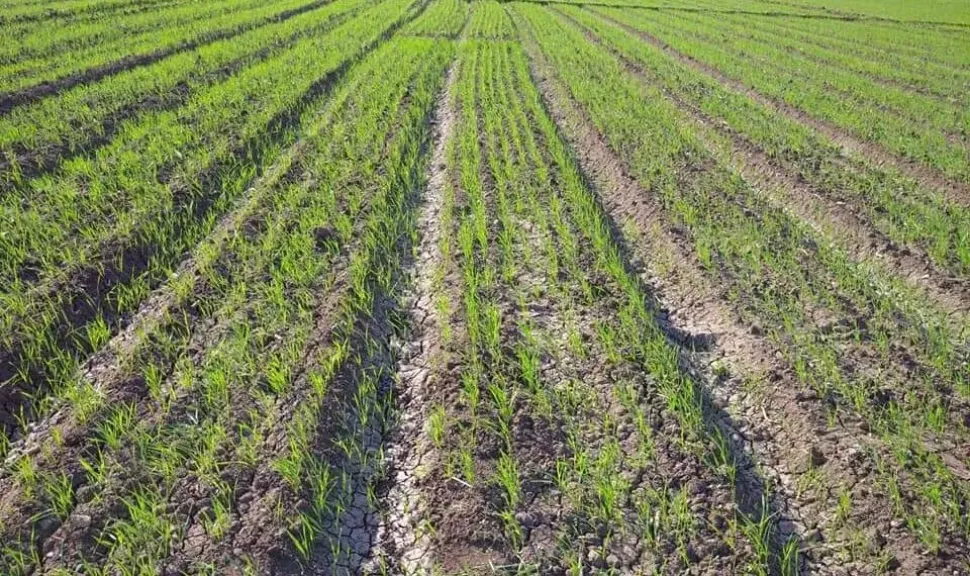 أسباب ضعف نمو القمح وكيفية التغلب عليها