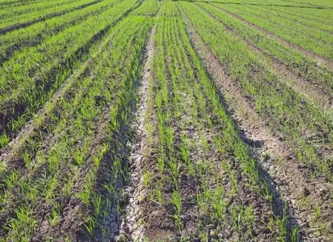 أسباب ضعف نمو القمح وكيفية التغلب عليها