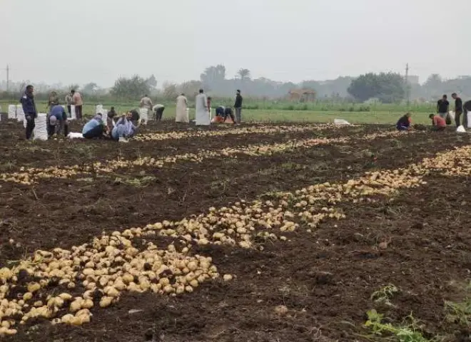 موسم الزراعة 2025 بين التحديات وخسائر الفلاحين