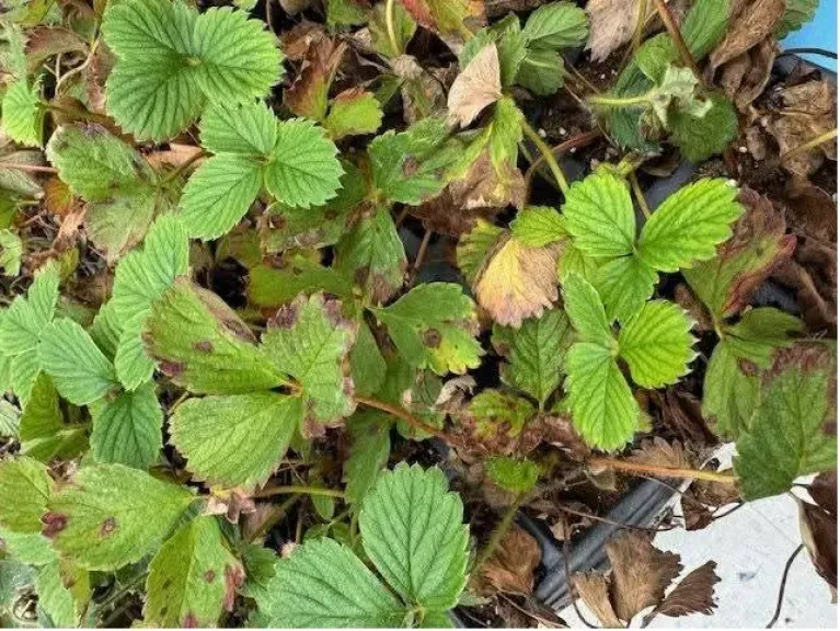 انتشار مرض غامض يضرب شتلات الفراولة