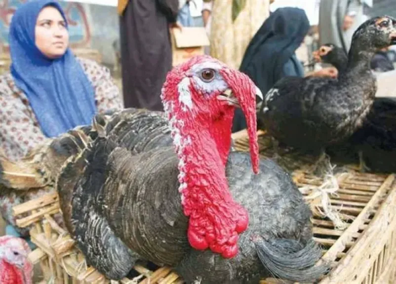 رأس السنة ترفع أسعار الديك الرومي بالأسواق