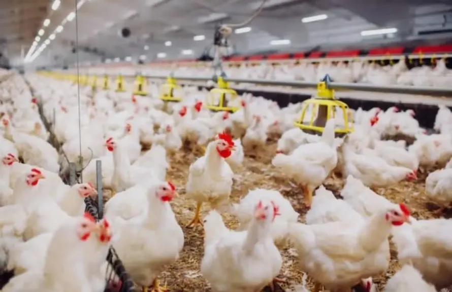 أسعار الفراخ في مصر اليوم الاثنين 29 - 12 - 2025