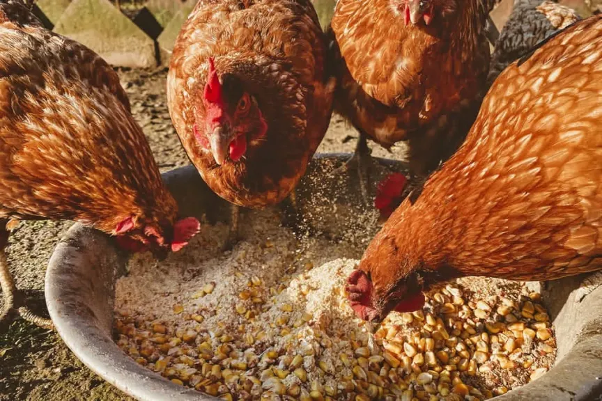 الأعلاف تبتلع 70% من تكلفة إنتاج الدواجن