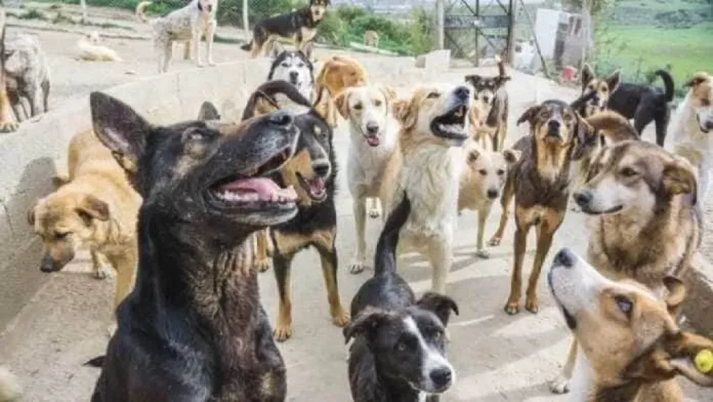 كلاب الشوارع بين القانون والمسؤولية المجتمعية