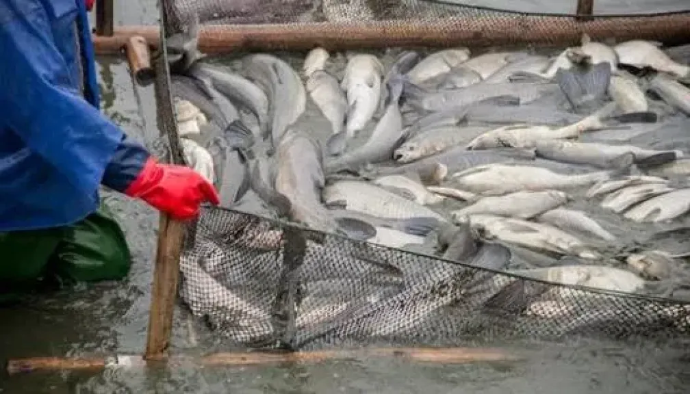 مزرعة المنزلة السمكية تفتتح موسم الصيد بإنتاج 43 طنًا