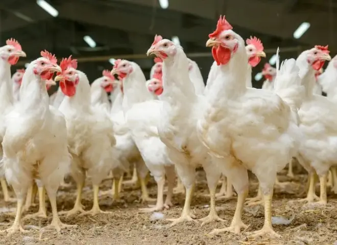 قطاع الدواجن في مصر يفتح أبواب التصدير الجديدة