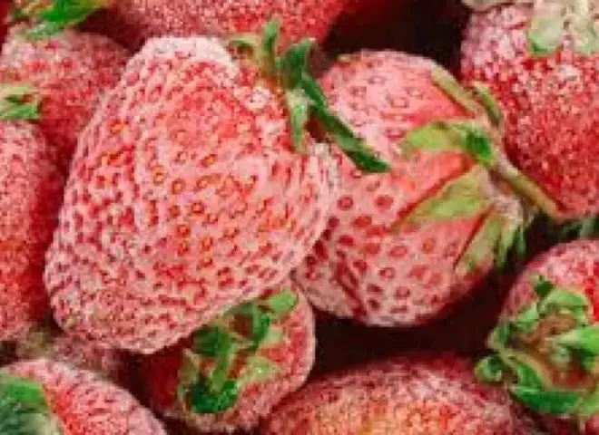 مصر تعزز صادرات الفراولة المجمدة إلى الصين وتسجل أعلى مستوى تاريخي