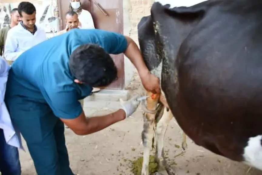 حصاد 2025.. الطب البيطري بسوهاج يحمي الثروة الحيوانية ويعزز الأمن الغذائي