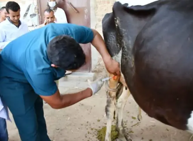 حصاد 2025.. الطب البيطري بسوهاج يحمي الثروة الحيوانية ويعزز الأمن الغذائي
