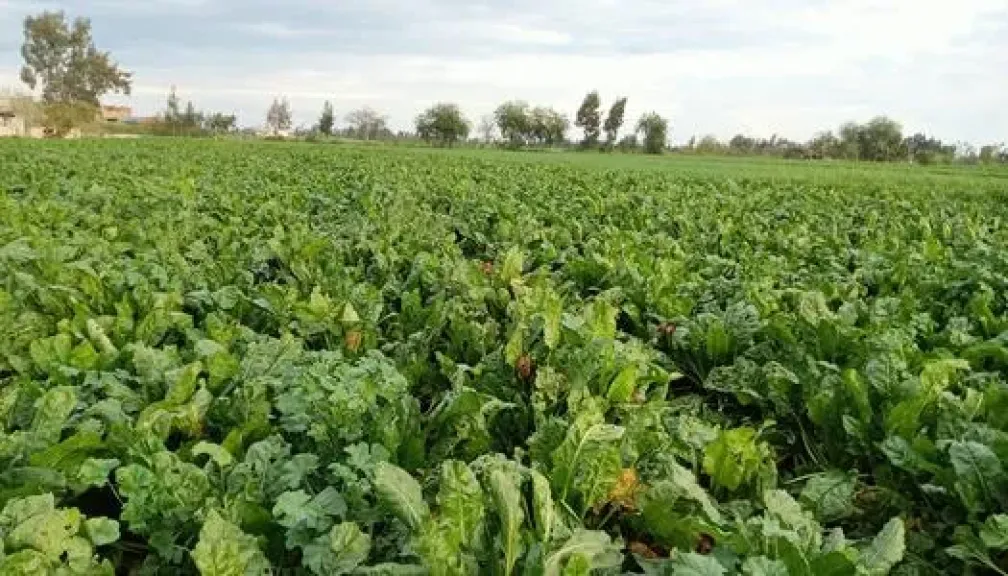 مركز معلومات المناخ: التحجيم الآمن للمحاصيل يحمي الإنتاج ويزيد العائد