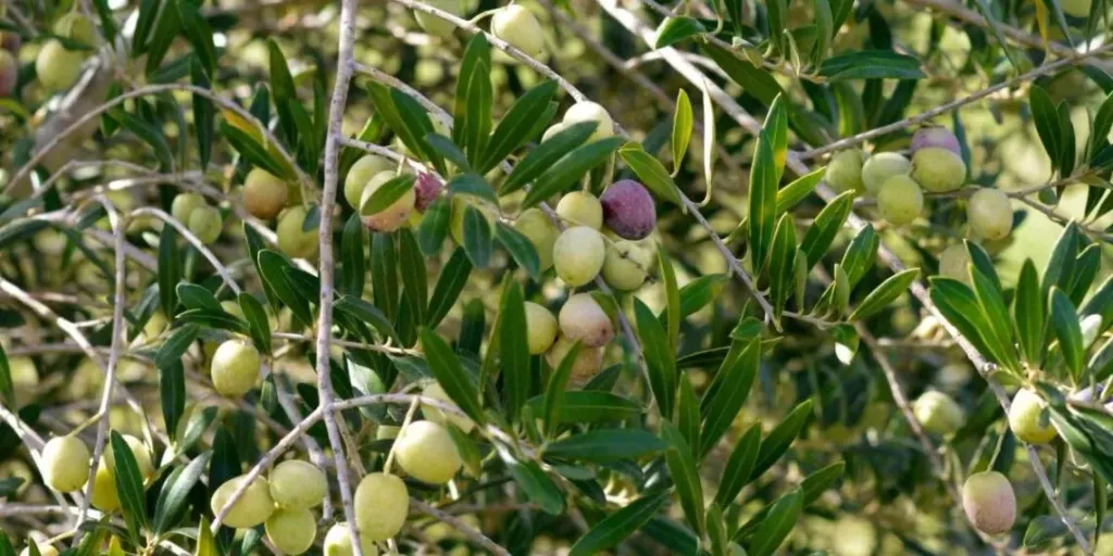 دليل المزارع لتعظيم إنتاج الزيتون وتحسين الثمار