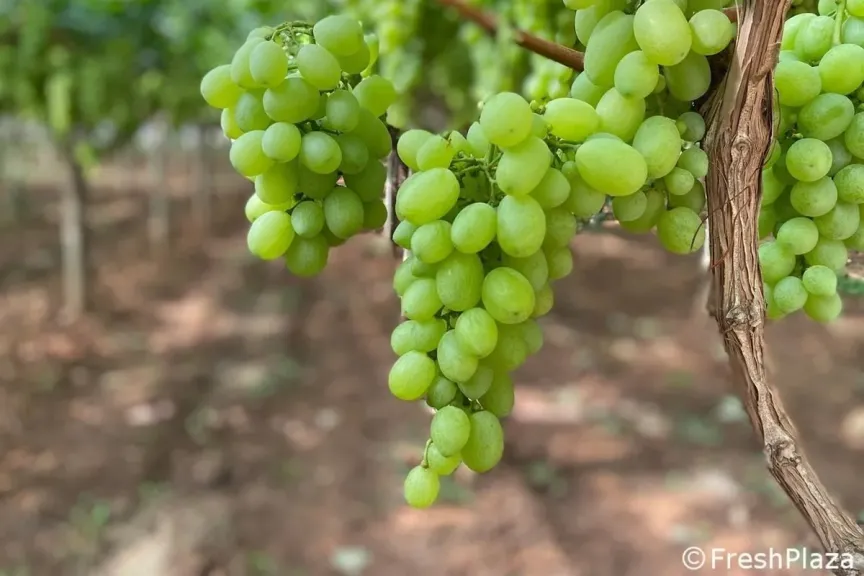 تراجع صادرات العنب الإيطالي يضع الموسم ضمن الأسوأ تاريخيا