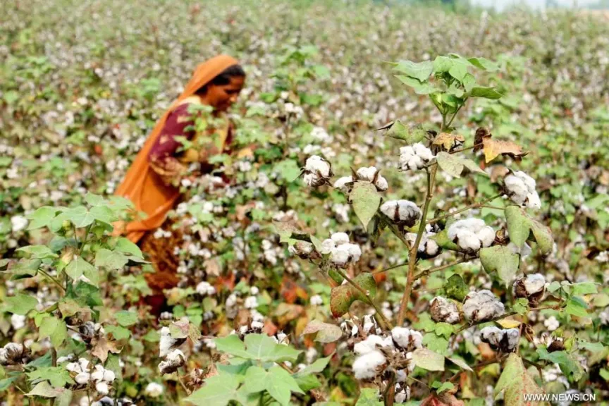 كيف أعاد القطن المصري الحياة لصناعة الغزل؟