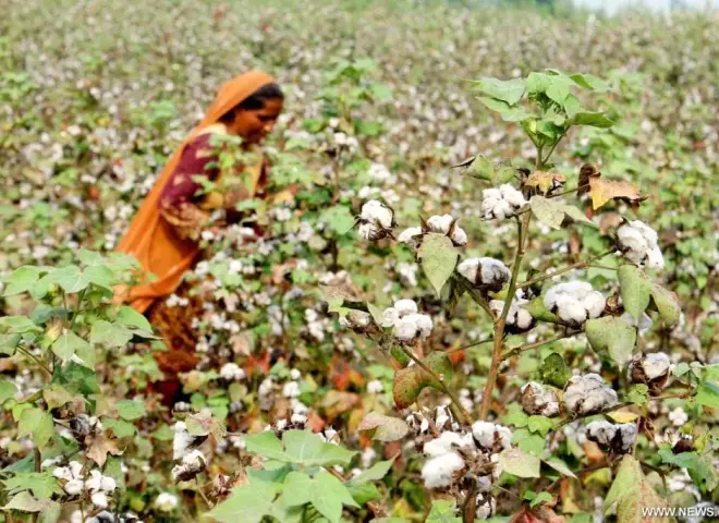 كيف أعاد القطن المصري الحياة لصناعة الغزل؟