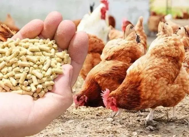 تقليص الفجوة العلفية مفتاح استقرار الغذاء