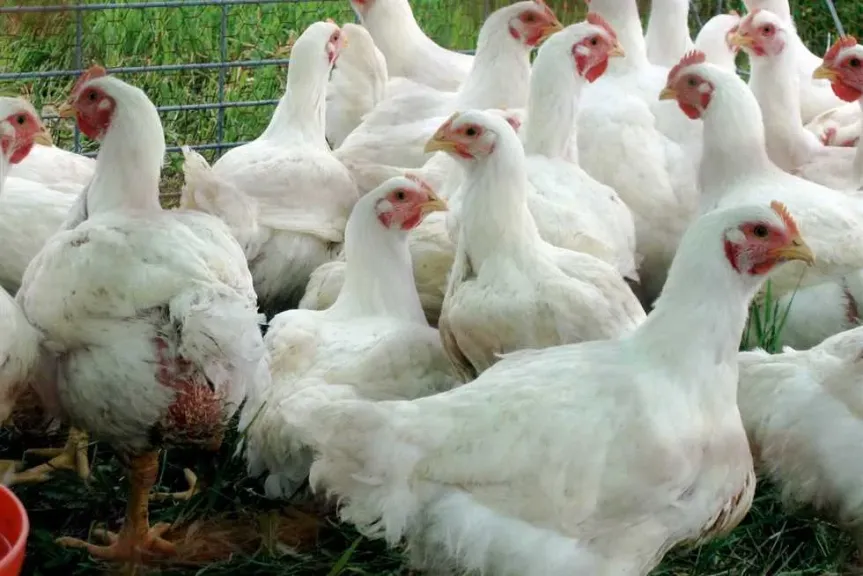 أسعار الفراخ في مصر اليوم الخميس 1-1- 2026