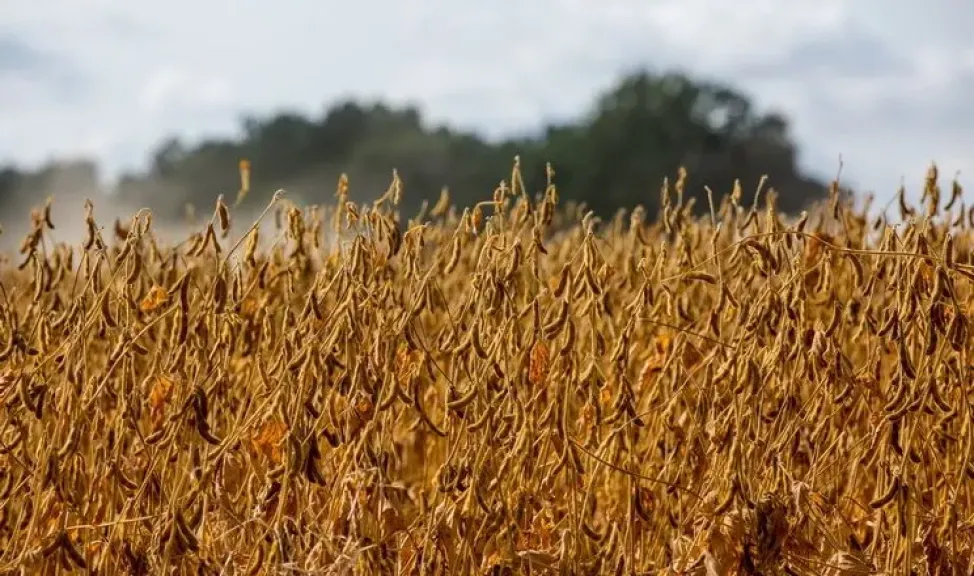 انسحاب تجار فول الصويا من اتفاقية حماية غابات الامازون يهدد المسار البيئي في البرازيل