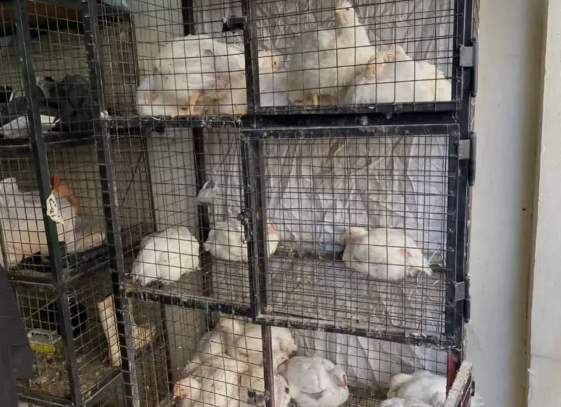 مع بداية العام الجديد.. ارتفاع مفاجئ في أسعار الدواجن بالمحلات التجارية