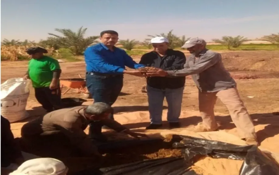 الذرة الرفيعة.. حل واعد لتعظيم الاستفادة من الأراضي المستصلحة