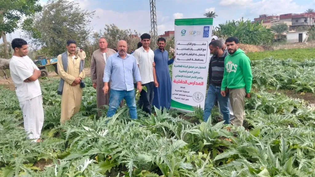 تعرف  على دور المدارس الحقلية في تعزيز إنتاج الخرشوف