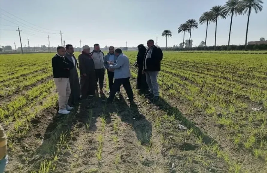 تدريب وطني لمواجهة أخطر حشائش القمح في مصر