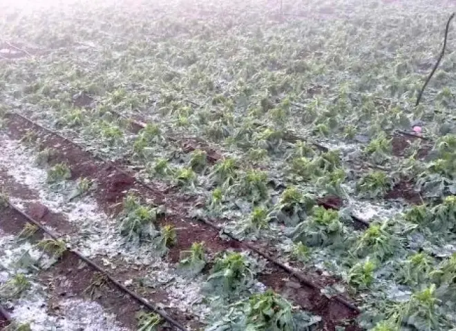 موجة باردة تضرب البلاد وتحذيرات عاجلة للمزارعين