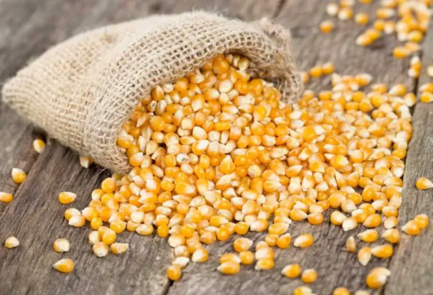 صادرات الذرة الأوكرانية تحافظ على نشاط الموانئ واستمرار الطلب العالمي