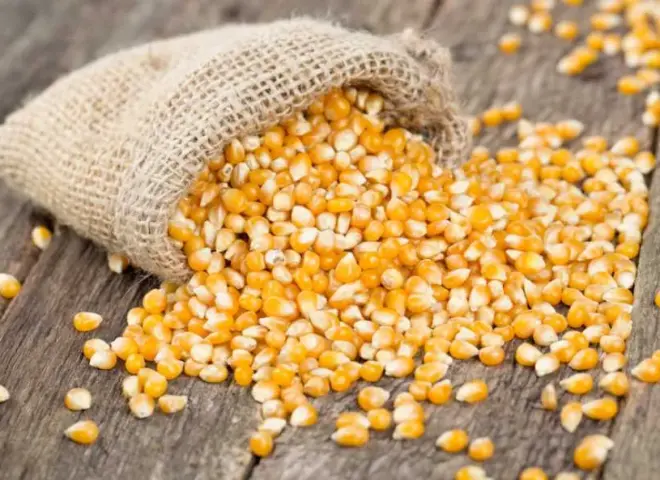 صادرات الذرة الأوكرانية تحافظ على نشاط الموانئ واستمرار الطلب العالمي