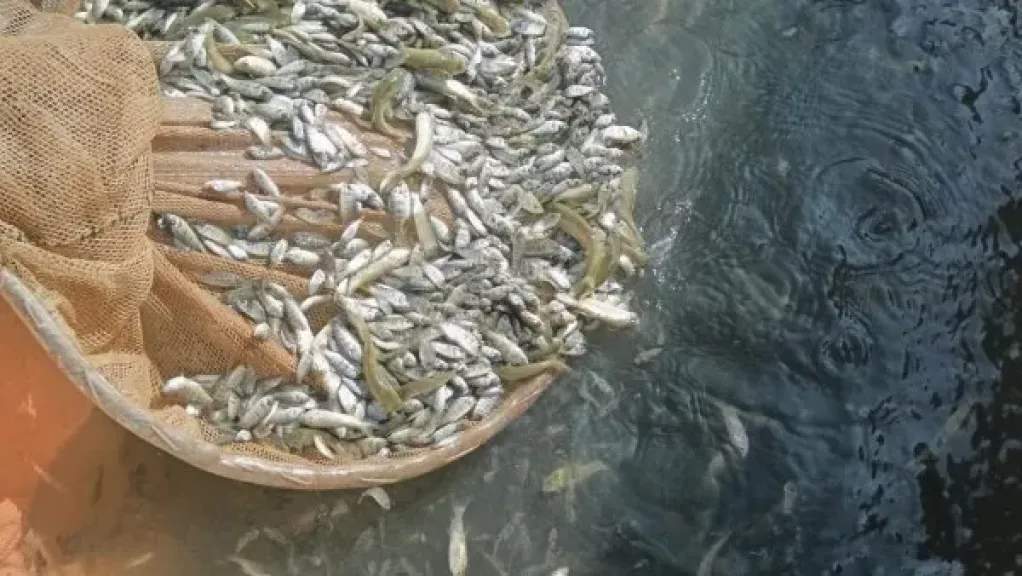 إلقاء 6 ملايين زريعة أسماك بالشرقية وحصر 1025 مزرعة