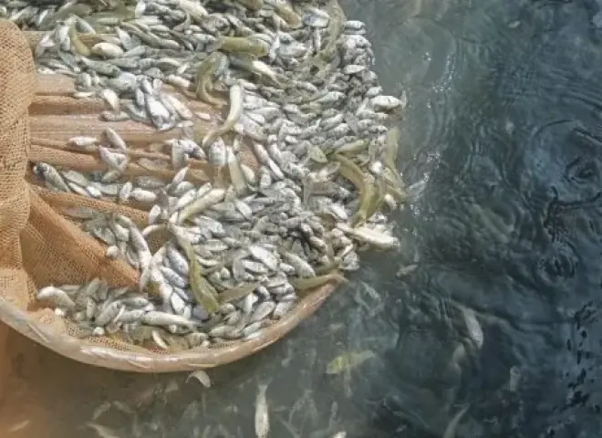 إلقاء 6 ملايين زريعة أسماك بالشرقية وحصر 1025 مزرعة