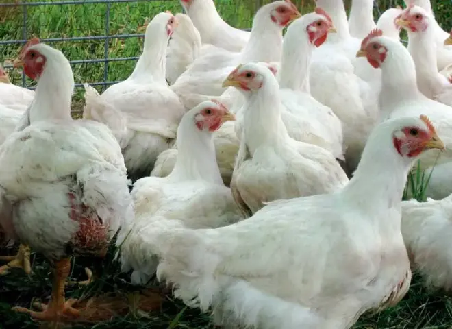 أسعار الفراخ في مصر اليوم السبت 3 -1- 2026