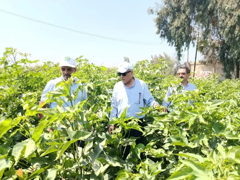 إنجازات قياسية بالشرقية: زراعة 370 ألف فدان وتنفيذ 152 حقلًا إرشاديًا