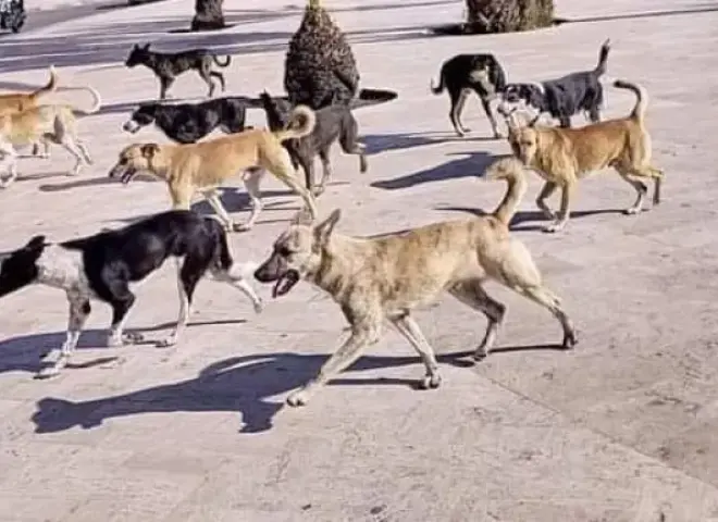 تعقيم ونقل للخارج.. حلول مصرية لمواجهة كلاب الشوارع