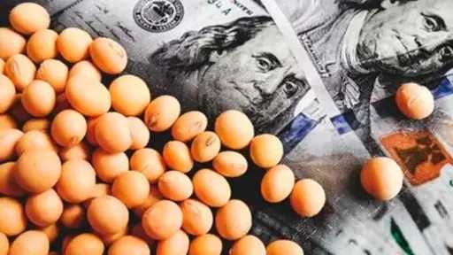 تراجع أسعار فول الصويا عالميا تحت ضغط أساسيات المعروض والطلب