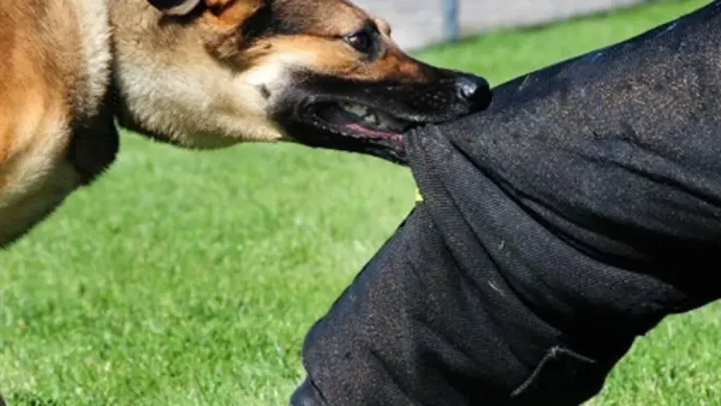 كلاب الشوارع تحول حياة المواطنين إلى كابوس