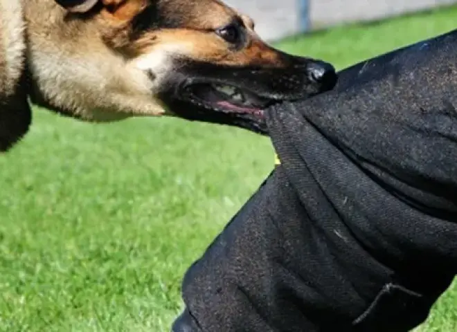 كلاب الشوارع تحول حياة المواطنين إلى كابوس