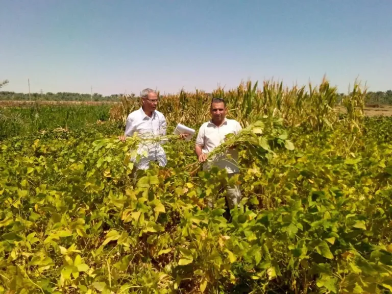 بحوث الصحراء ينجح في  تحميل الذرة الشامية على فول الصويا بالوادي الجديد