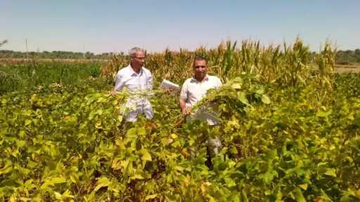 بحوث الصحراء ينجح في  تحميل الذرة الشامية على فول الصويا بالوادي الجديد